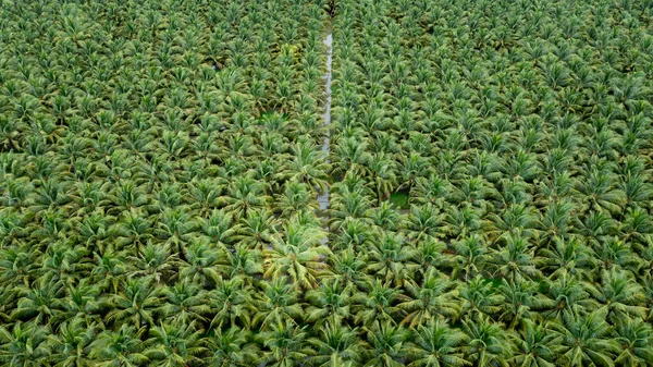 Coconut Agricultural Fields Plantation Green Color Row Water High Angle — Photo