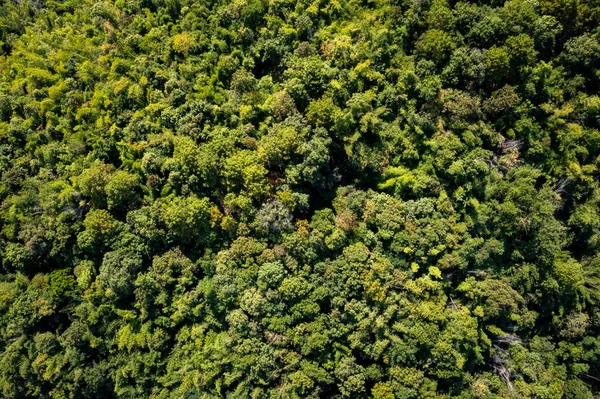 Aerial Top View Forest Tree Rainforest Ecosystem Healthy Environment Concept — Stock Photo, Image