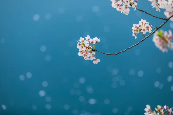 Flores Cerezo Jardín Japonés Temporada Turística Abril Desenfoque Suave —  Fotos de Stock