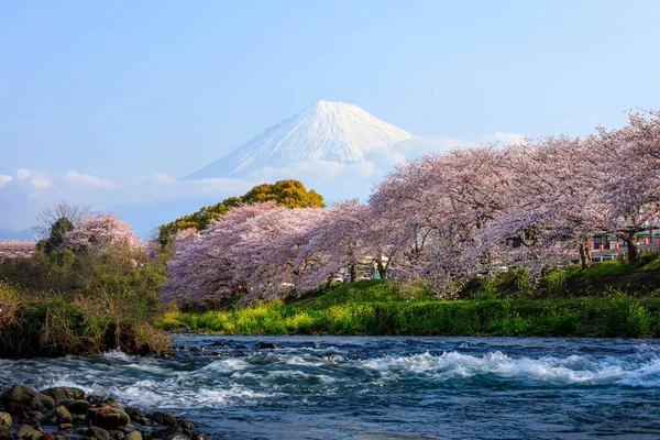 시즈오카 사쿠라이 늘어선 Fuji Cherry 일본에서 — 스톡 사진