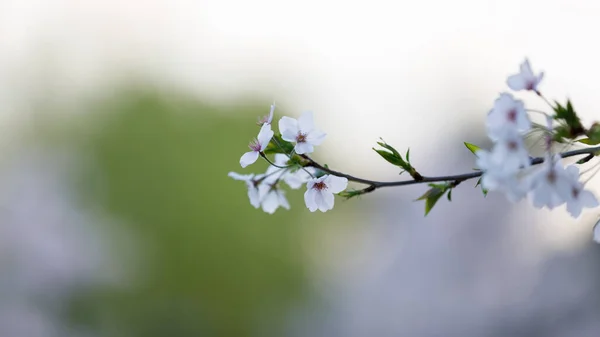Flores Cerezo Jardín Japonés Temporada Turística Abril Desenfoque Suave —  Fotos de Stock