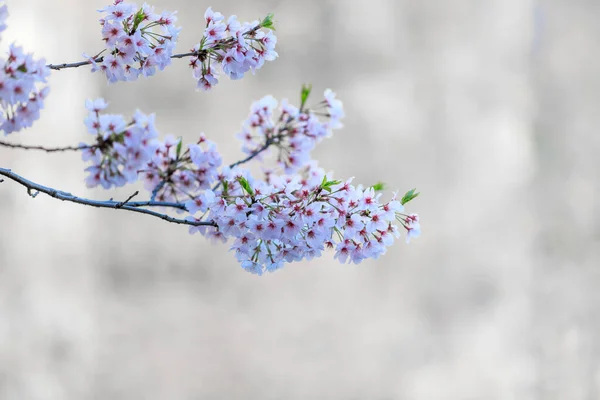 Flores Cerezo Jardín Japonés Temporada Turística Abril Desenfoque Suave —  Fotos de Stock