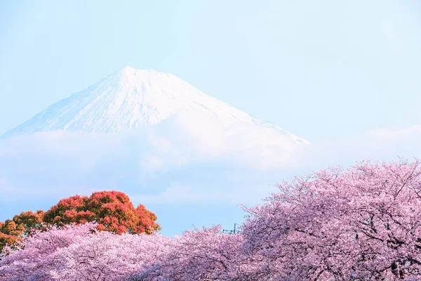 Różowy Sakura Kwitnący Sezon Zimowy Fuji Góra Jasnym Tle Pastelowy — Zdjęcie stockowe