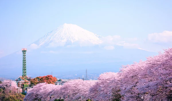Rózsaszín Sakura Virágzó Virágzó Téli Szezon Fuji Hegy Tiszta Háttér — Stock Fotó