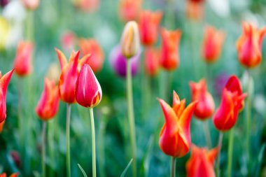 lale çiçekleri parlak mor yeşil kırmızı pembe sarı beyaz turuncu yumuşak odak için bulanıklık