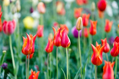 lale çiçekleri parlak mor yeşil kırmızı pembe sarı beyaz turuncu yumuşak odak için bulanıklık