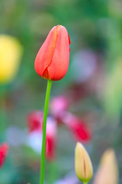 Tulipán Květy Světlé Fialové Červené Růžové Žluté Bílé Zelená Měkké — Stock fotografie