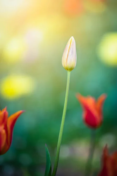 Krásné Květiny Tulipány Kvetoucí Sezóna Parku Japonsku Nad Světlým Pozadím — Stock fotografie