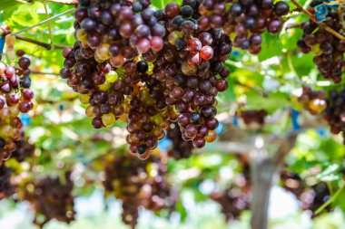 Chiang Mai Tayland 'daki tarım arazisinde kırmızı turuncu turuncu üzüm.