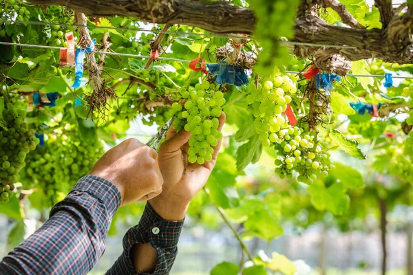 Zielone Winogrona Gospodarstwie Rolnym Rolnym Gospodarstwa Ręcznie Cięcia Winogron Tajlandii — Zdjęcie stockowe