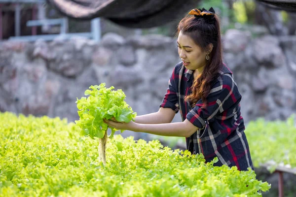 Азиатская Женщина Собирает Свежий Овощной Салат Ферме Гидропонной Растительной Системы — стоковое фото