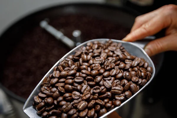 Närbild Hand Hålla Sond Färska Rostade Kaffebönor Och Spinning Maskin — Stockfoto