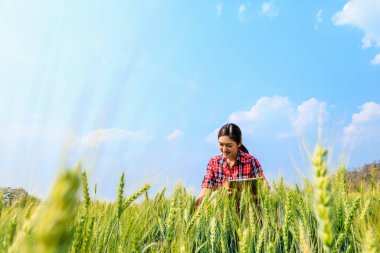 Asyalı çiftçi kadınlar ve tablet el ele tutuşup arpa pirincinin kalitesini tarımsal gösteri grafiği Chiang Mai Tayland açılı çekimde kontrol ediyorlar. 