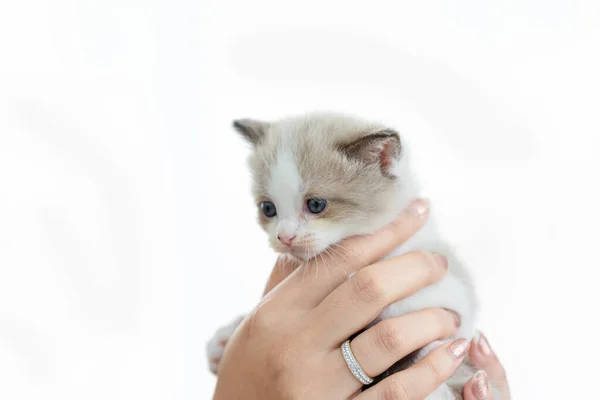 Persian Kitten Holding Hand White Background Isolate Soft Focus — Stock Photo, Image