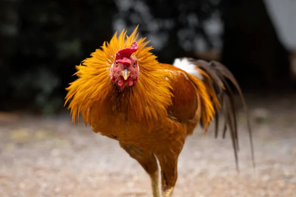 Życie Portret Nadęty Kurczak Odkryty Naturalnym Gospodarstwie — Zdjęcie stockowe