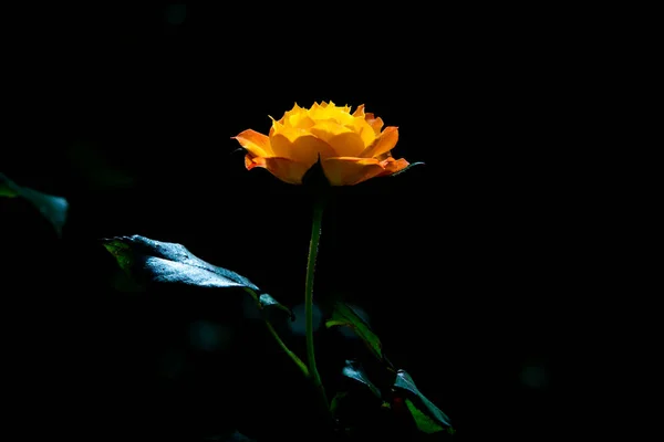Flower Rose Orange Yellow Dark Background Lighting Artwork Concept — Stock Photo, Image