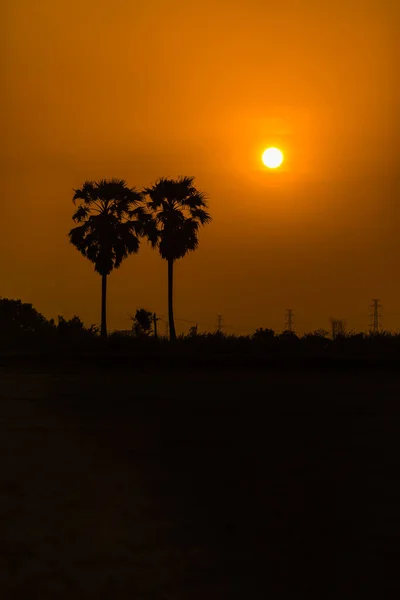 Silhouette Coconut Golden Son Background Wallpaper — Stock Photo, Image