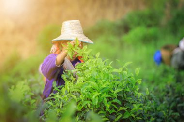Çiftçi Thai Dağı, Doi Chiang Rai Tayland 'da yeşil çay yaprakları topluyor.