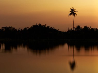 Siluet hindistan cevizi su yansıması altın ışık efektleri beyaz denge düşük deklanşör hızı karanlık sanat tarzı