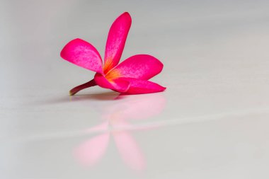 Kaplıcada ya da güzellik salonunda Frangipani pembesi onlar için çok güzel dekore edilmiş.