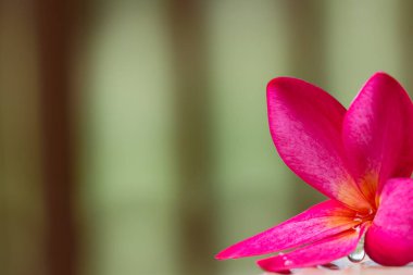 plumeria vintage fotoğraf güzel yumuşak odak bulanıklığı