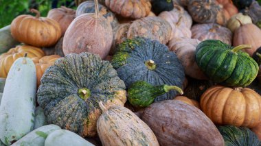 Tayland 'da balkabakları