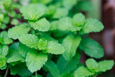 Yumuşak odak bulanık arkaplan için parkta üstten yeşil yapraklar