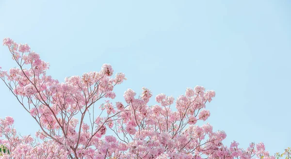 Розовый Pantip Chompoo Pantip Сакура Цветения Сезона Таиланде Пастельного Цвета — стоковое фото