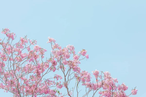 泰国的粉红灯笼草或清洗发水灯笼草开花季节及彩色照片风格 — 图库照片