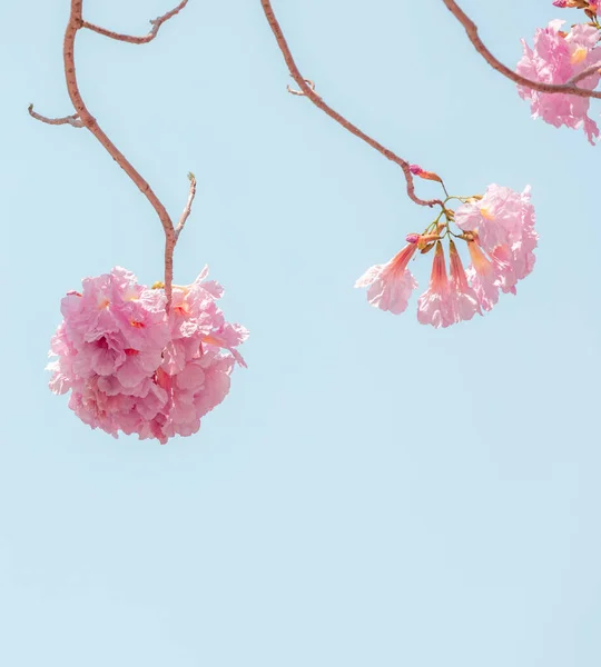 Pantip Rosa Chompoo Pantip Sakura Flor Temporada Floración Tailandia Pastel —  Fotos de Stock