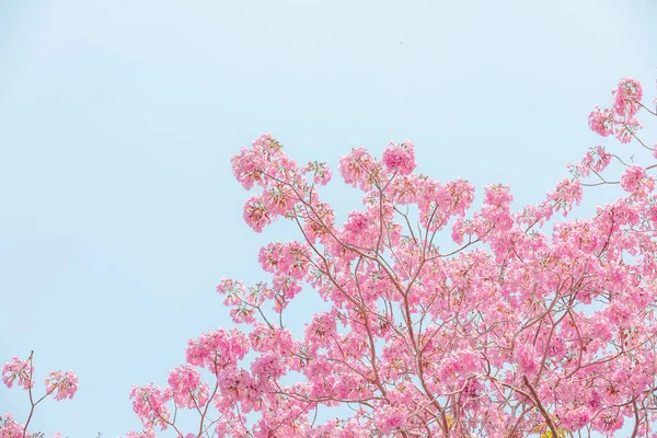 Розовый Pantip Chompoo Pantip Сакура Цветения Сезона Таиланде Пастельного Цвета — стоковое фото