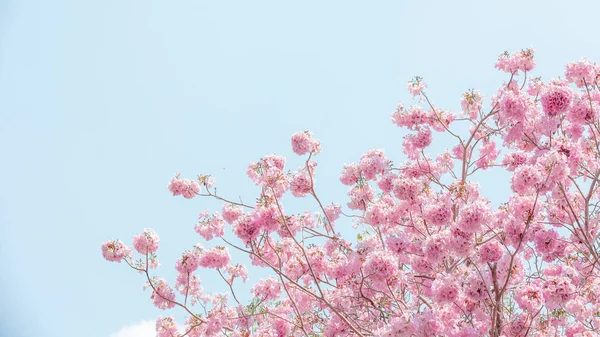 Pantip Rosa Chompoo Pantip Sakura Flor Temporada Floración Tailandia Pastel —  Fotos de Stock