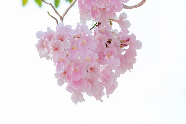 Pantip Rosa Chompoo Pantip Sakura Blossom Blooming Season Thailand White —  Fotos de Stock