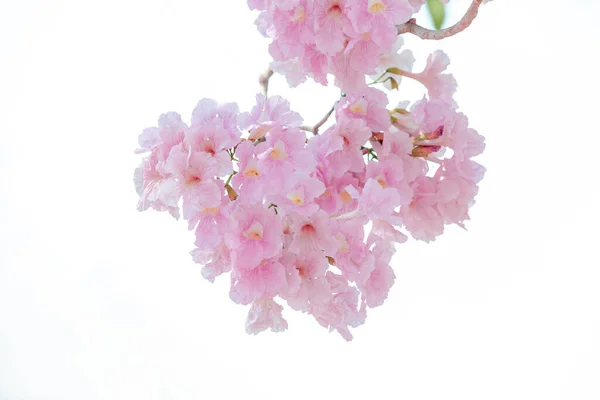 Розовый Pantip Chompoo Pantip Сакура Цветения Сезона Таиланде Белый Фон — стоковое фото