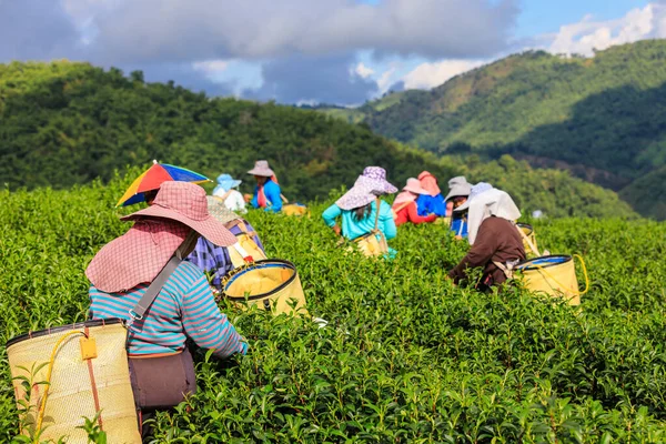 Skördesäsong För Ggrönt Bergsstam Människor Jordbruksområden Doi Chiang Rai Thailand — Stockfoto