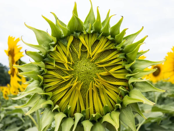 Solrosor Närbild Utseende Gaysorn Mjuk Fucus — Stockfoto