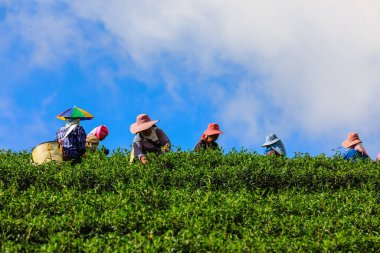 Chiang rai Tayland 15 Kasım 2018 Dağdaki küçük yeşil çay alanı ve çiftçi Thai tepesi yeşil çay Chiang rai Tayland