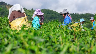 CHIANG RAI THAILAND-15 Kasım 2018 çiftçi Doi Chiang Rai Tayland 'da yeşil çay yaprağı topluyor.