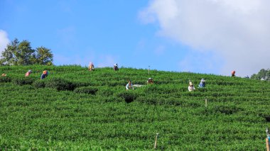 CHIANG RAI THAILAND-15 Kasım 2018 çiftçi Doi Chiang Rai Tayland 'da yeşil çay yaprağı topluyor.