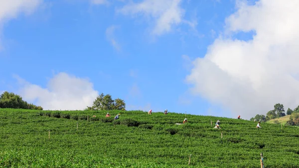 チエンライタイランド2018年11月15日農家がタイのチエンライで緑茶葉を集めています — ストック写真