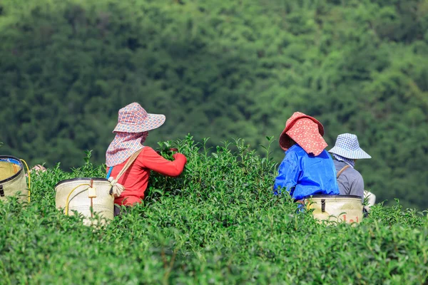 Chiang Rai Thailand November 2018 Farmer Collecting Green Tea Leaves — Stock Photo, Image