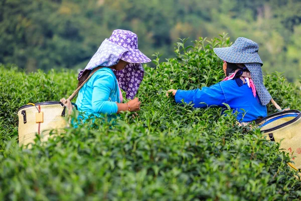 Chiang Rai Tayland Kasım 2018 Dağdaki Küçük Yeşil Çay Alanı — Stok fotoğraf