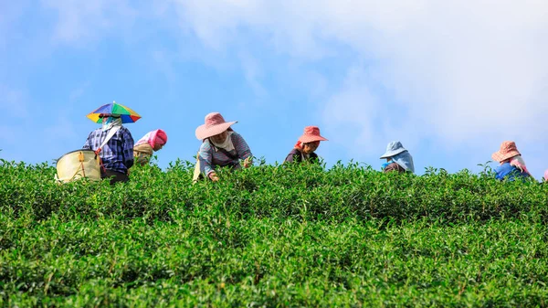 Chiang Rai Thailand November 2018 Boer Verzamelt Groene Thee Bladeren — Stockfoto