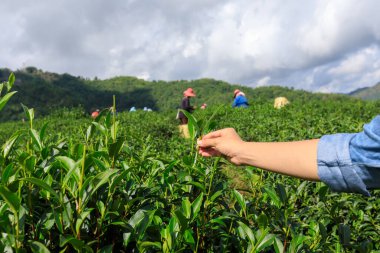 Doi Chiang Rai Tayland 'da çiftçi grubu geçmişi olan el ele tutuşmuş genç bir kız gezgin ve tarım arazisi üzerine küçük yeşil çay.