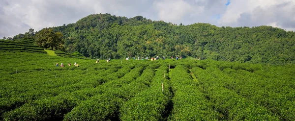 Плантация Зеленого Чая Маленькие Люди Горным Облаком Аси — стоковое фото