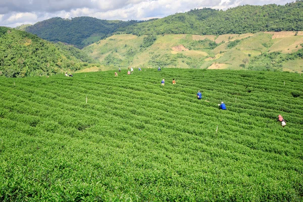 Сельскохозяйственной Области Чайная Плантация Горе Фермер Сбор Листьев Зеленый Чай — стоковое фото