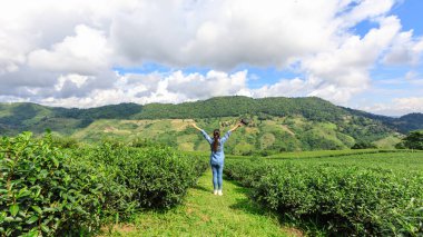 Özgürlük fotoğrafçısı ve stokçu elinde kamerayla Chiang Rai Tayland 'daki tarımsal yeşil çay alanında el ele tutuşuyorlar.