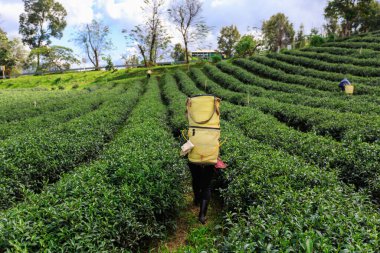 Doi chiang rai thailand 'daki tarımsal bölgelerdeki tepe kabilesi insanlarının ggreen çayı hasat mevsimi.