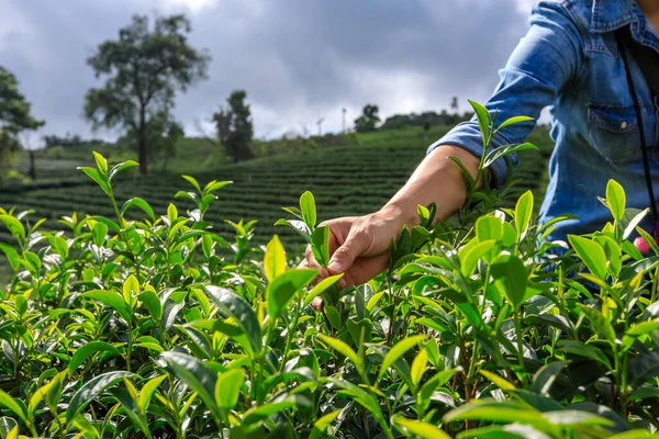 Chiang Rai Thailand November 2018 Фермер Собирает Зеленые Чайные Листья — стоковое фото
