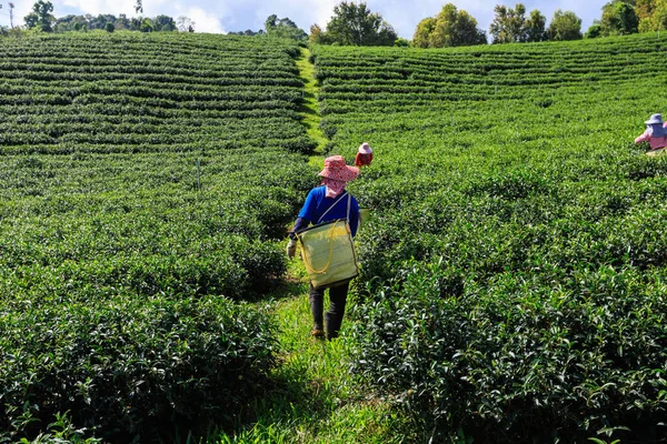 Skördesäsong För Ggrönt Bergsstam Människor Jordbruksområden Doi Chiang Rai Thailand — Stockfoto